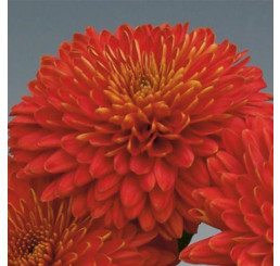 Dendranthema x indicum / Chrysanthemum ´Majola´ / Chryzantéma / Listopadka indická, bal. 3 ks, 3xK9