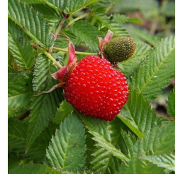 Rubus illecebrosus / Malinojahodník, 20-30 cm, K11