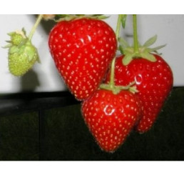 Fragaria ananassa ´Malling Centenary´ / Jahoda raná, bal. 10 ks, VK