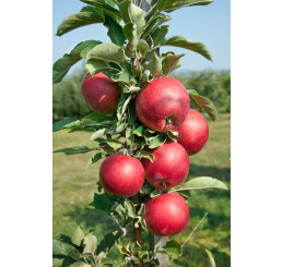 Malus Ballerina ´REDCATS´ / Sloupovitá jabloň, MM111