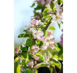 Malus Ballerina ´REDCATS´ / Sloupovitá jabloň, VK, MM106