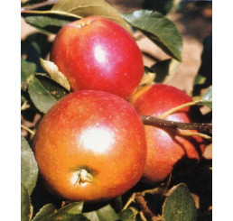 Malus domestica ´James Grieve Red´ / Jabloň pozdní letní, P14