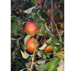 Malus domestica ´Karneval´ / Jabloň zimní, MM106