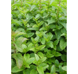 Mentha x piperita Mandarine BIO / Mandrínková máta, K12