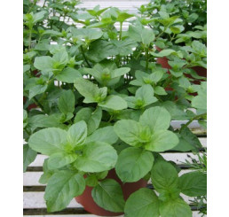 Mentha x piperita Mandarine BIO / Mandrínková máta, K12