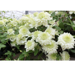 Clematis ´Manju®´/ Plamének plnokvětý, mladá r., K9