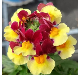 Nemesia x fruticans Mareto®Burgundy & Yellow / Nemesia, bal. 6 ks, 6x K7