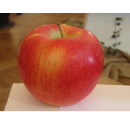 Malus domestica ´Melodia´ / Jabloň, M9, C3