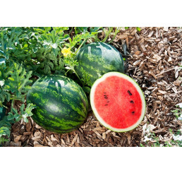 Meloun ´Mini Love F1´, roubovaná r., K11