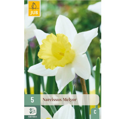Narcis ´Melyor´ / Narcis, bal. 5 ks, 12/14