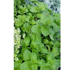 Mentha suaveolens ´Pomo Petite´ / Máta jablečná, 15-20 cm, K7