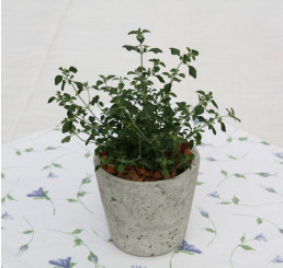 BIO Prostanthera rotundifolia / Mentolový keř, K12