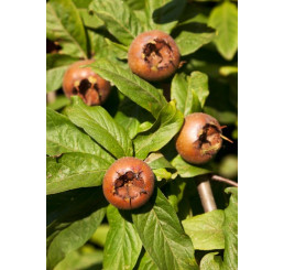 Mespilus germanica / Mišpule obecná, 120/150 cm, C7