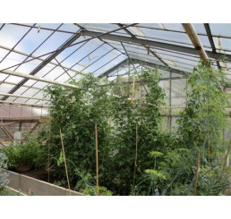 Melothria scabra BIO / Mexická okurka, K12