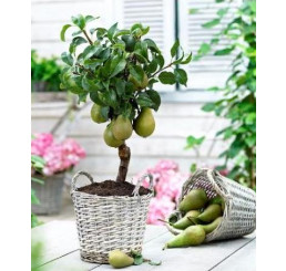 Pyrus communis ´Garden Pearl´® / Hrušeň zakrslá, hr.planá