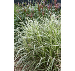 Miscanthus sinensis ´Cabaret´ / Ozdobnice čínská , C1