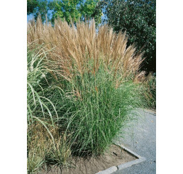 Miscanthus sinensis ´Goliath´ / Ozdobnice čínská , K9