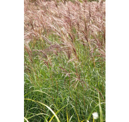 Miscanthus sinensis 'Red Chief'/ Ozdobnice čínská , K11