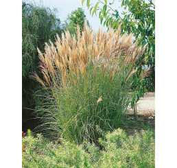 Miscanthus sinensis 'Silberspinne'/ Ozdobnice čínská , K11