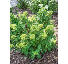 Hydrangea paniculata ´Mojito´® / Hortenzie latnatá, C2, 60 cm +
