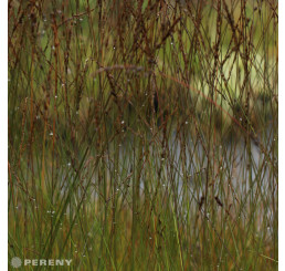 Molinia caerulea 'Edith Dudzusz' / Bezkolenec , K9