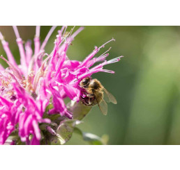 Monarda x didyma ´Melua Burgundy´/ Zavinutka, K9
