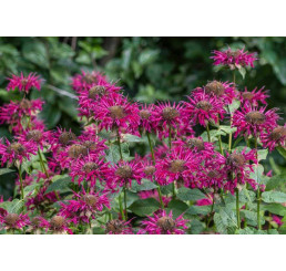 Monarda x didyma ´Melua Burgundy´/ Zavinutka, K9
