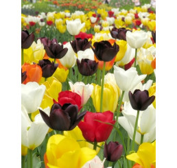 Směs tulipánů ´MOON DANCE´ , bal. 100 ks, 11/12 XXL