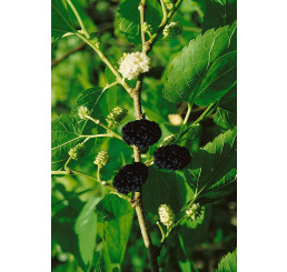 Morus alba / Moruše bílá ČERNÁ, stromek, 80/100, C5