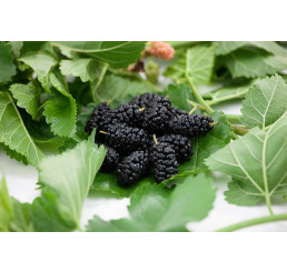 Morus alba ´MILANÓWEK / Moruše ČERNÁ, 15-20 cm, C1,5