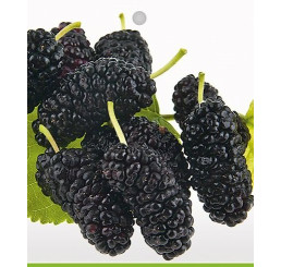 Morus nigra / Moruše černá ´SHIN-TSO´, zakrslá, 80 cm+, C2