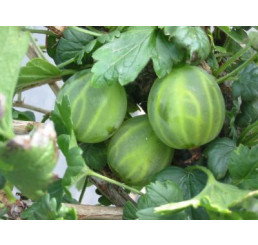 Ribes grossularia ´Mucurines®´ / Angrešt rezistentní zelený, keř roubovaný, VK, 4-5 výh.