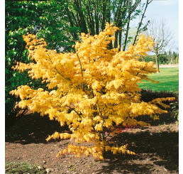 Acer palm. ´Orange Dream´ / Javor dlanitoklaný, 60-80 cm, C5