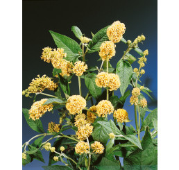 Buddleia weyeriana ´Sungold´ / Komule, C3