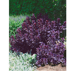 Cotinus coggygria ´Royal Purple´ / Ruj vlasatá, 50-70 cm, C2