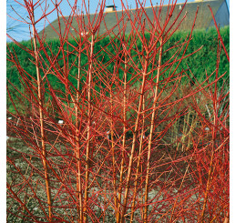 Cornus sanguinea ´Midwinter Fire´ / Svída krvavá / Dřín, K9