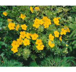 Potentilla fruticosa ´Goldfinger´ / Mochna křovitá, 15-20 cm, C3