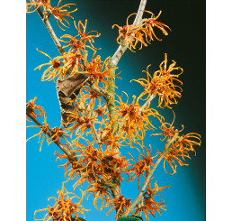 Hamamelis int. ´Jelena´ / Vilín prostřední , 40-50 cm, C5