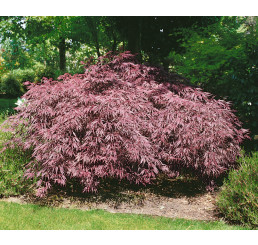 Acer palmatum ´Inaba-shidare´ / Javor dlanitoklaný, 50-60 cm, C5