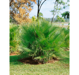 Chamaerops humilis / Žumara nízká / Palma evropská, bal. 5 sem.