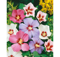 Hibiscus syriacus / Ibištek sýrsky, bal. 30 sem.