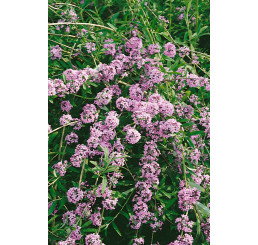Buddleia alternifolia / Komule střídavolistá, 50-60 cm, C3