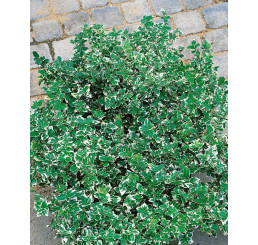 Euonymus fortun. ´Emerald Gaety´ / Brslen Fortuneův, 15-25 cm, C2
