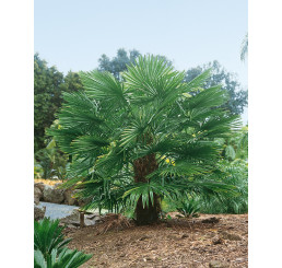 Trachycarpus fortunei / Trachykarp Fortunův, bal. 5 s