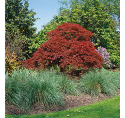 Acer palmatum ´Atropurpureum´ / Javor dlanitoklaný, 80-100 cm, C10
