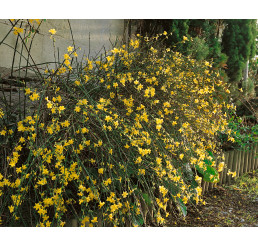 Jasminum nudiflorum / Jasmín nahokvětý, 10-15 cm, K9