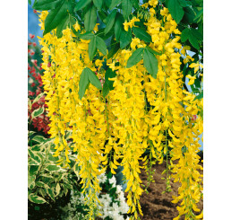 Laburnum watereri ´Vossii´ / Štědřenec Watererův, 125-150 cm, C10
