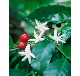 Coffea arabica / Kávovník arabský, trs rostlin, K12