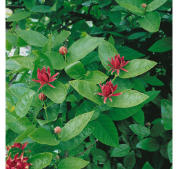 Calycanthus floridus / Sazaník floridský, 100-125 cm, C12
