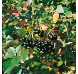 Aronia melanocarpa ´Nero´ / Temnoplodec černoplodý, 30-50 cm, K11